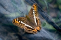 NYMPHALIDAE, Adelpha alala titia